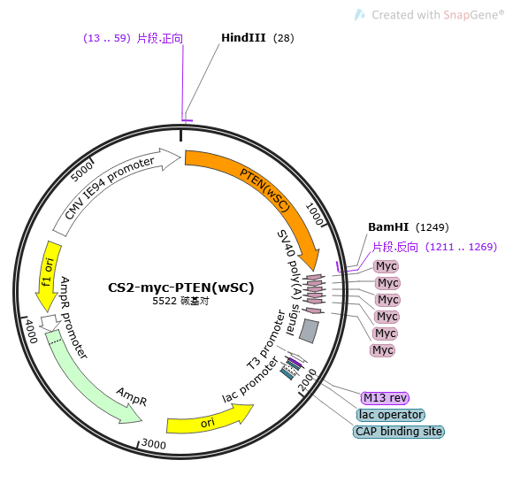 CS2-myc-PTEN(wSC)